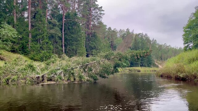Fallen spruce with heavy cone branches stretching low across Irbe river in Latvia seen from a backward-moving viewpoint with calm dark water and dense forest on both banks