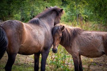 Beautiful brown horses in Swedish forest