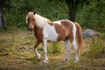 Beautiful brown horses in Swedish forest