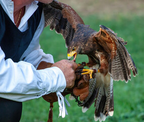 Falconer holding hawk feeding on a gloved hand