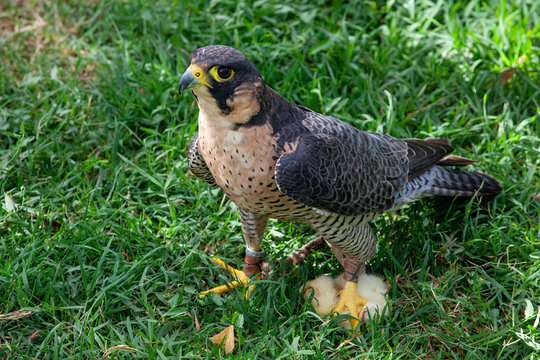 Peregrine falcon standing on grass with chick