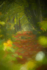 A digital illustration of arching beech trees with autumn foliage and a misty woodland path at Upper Moor in the Derbyshire Dales.