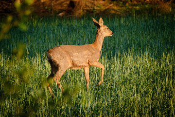 Doe in the green summer grass in Sweden
