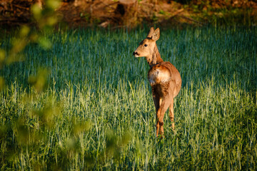 Doe in the green summer grass in Sweden
