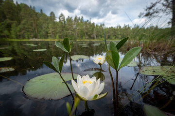 Norra Kvills national park lake in Sweden