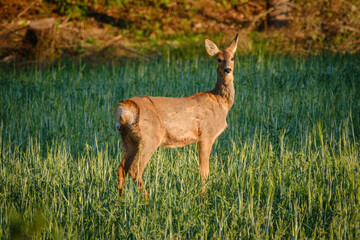 Doe in the green summer grass in Sweden
