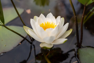 Norra Kvills national park lake in Sweden