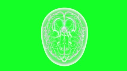 Animated brain scan visualization on vibrant green background, perfect for medical education and healthcare technology marketing initiatives