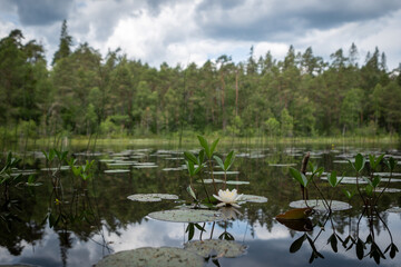 Norra Kvills national park lake in Sweden