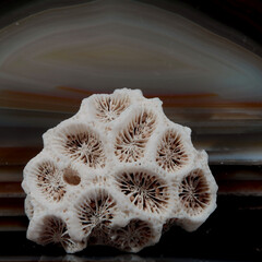 -Stillleben mit KI erstellt+bearbeitet