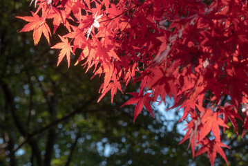 初秋の晴れた日の公園　滋賀県大津市びわこ文化公園