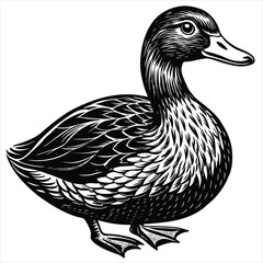 duck vector illustration
