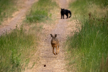 Big rabbit on a field path in Sweden