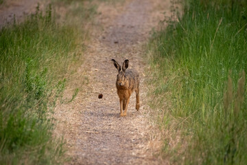 Big rabbit on a field path in Sweden