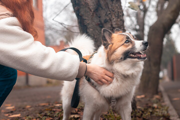 Friendship between dog and owner, young woman strokes her pet Samoyed Husky