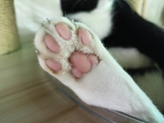 Close-Up of Cat Paw with Soft Pink Pads