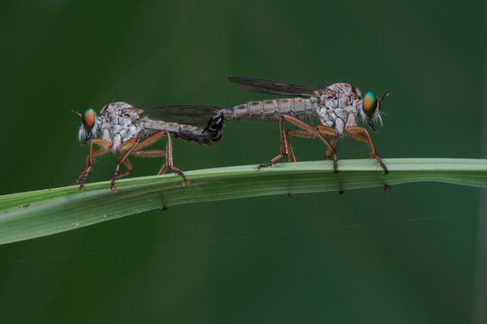 Two robber flies mating on a thin branch