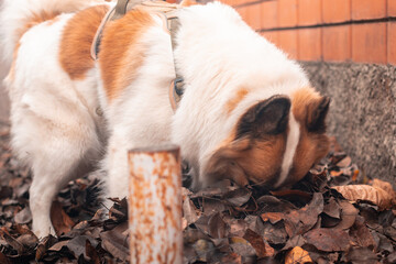 A Samoyed dog walking and sniffing the wall of a building covered in autumn leaves.
