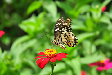 butterfly on flower