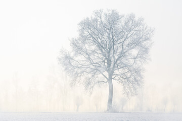 Fototapeta premium Frosty Tree in Misty Winter Landscape at Sunrise