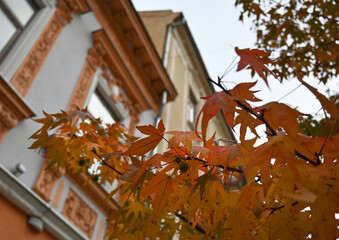 Colorful autumn leaves contrast with historic building in a charming urban setting