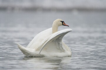 Łabędź niemy © Klaudia
