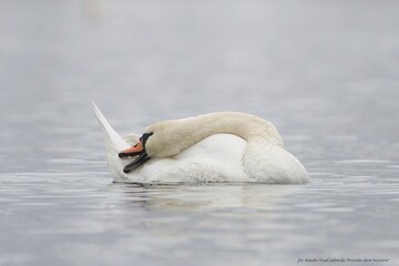 Łabędź niemy © Klaudia