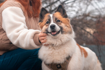 Hands of female owner stroking samoyed husky dog outsides in the autumn