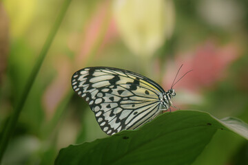 Fototapeta premium butterfly on a leaf