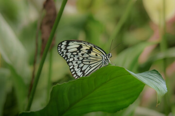 butterfly on a leaf