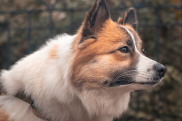 Portrait of a Samoyed Husky outside.