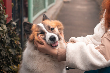 The hands of a female owner stroke her samoyed husky dog on the street during a walk in the autumn.
