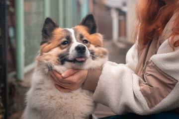 Friendship between dog and owner, young woman strokes her pet Samoyed Husky