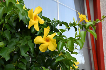 Bright yellow flowers blooming beside a window in a sunny garden setting