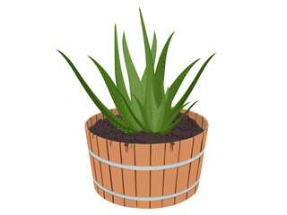 Aloe vera on a white background.