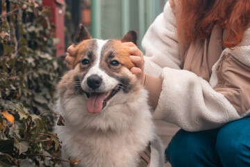 Hands of female owner stroking samoyed  dog outsides in the autumn