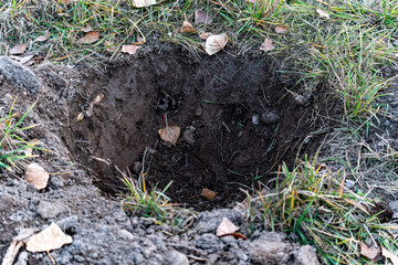 A close-up shot of a freshly dug hole in the ground, surrounded by green grass and scattered dry autumn leaves. The dark, rich soil is visible, suggesting preparation for planting a tree.