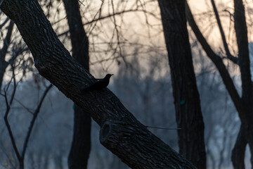 A silhouette of a small bird perched on a thick tree trunk in a park, photographed against the light during twilight or early morning. The background is blurred with bare trees and a misty atmosphere.