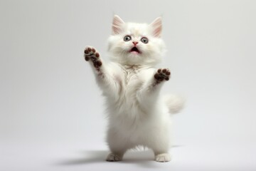 Fototapeta premium A baby white cat mammal animal kitten