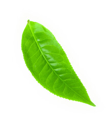 green tea leaf isolated on white background.