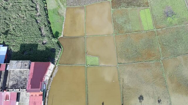 beautiful rice fields that have just been planted with rice and so on