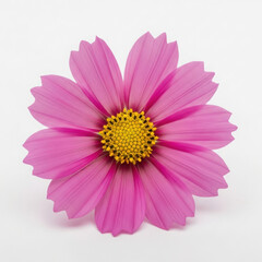 Obraz premium Vibrant pink cosmos flower with yellow center detailed petals macro photography