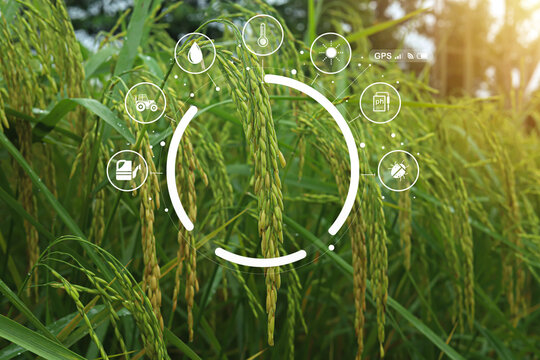 Smart farming technology with digital icons overlay on rice field background. Concept of precision agriculture, crop monitoring, and sustainable food production using IoT and data innovation.