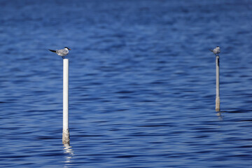 Terns perched on white poles in a tranquil blue lake under a bright sky