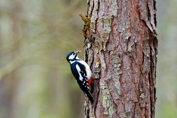 A Great Spotted Woodpecker (Dendrocopos major) feeding on a pine trunk. The Great Spotted Woodpecker, also known as the Pied Woodpecker, is one of the most numerous and common woodpeckers, occurring i © JDziedzic