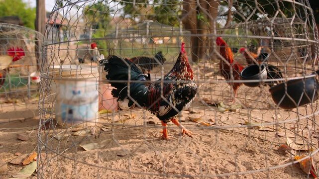 Rooster with vibrant plumage inside a wire cage at a traditional cambodian farm. Concept of cockfighting and rural life. Cambodia, Siem Reap.