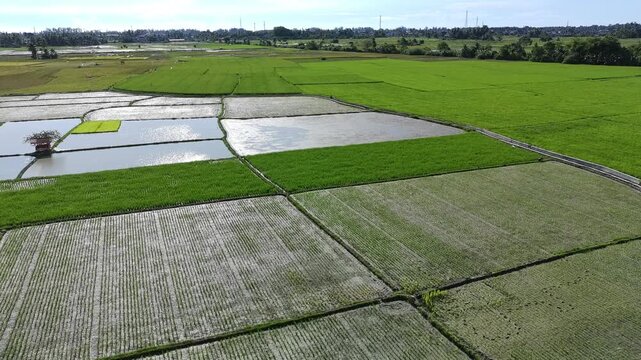 beautiful rice fields that have just been planted with rice and so on