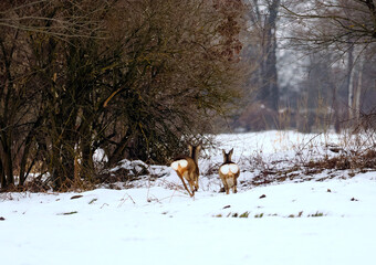 Zbliża się wczesna wiosna, sarny (Capreolus) pośród polnych zarośli. Pozostały śnieg na polach to znak końca zimy, a sarny wykazują coraz bardziej energiczny temperament. © JDziedzic