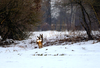 Zbliża się wczesna wiosna, sarny (Capreolus) pośród polnych zarośli. Pozostały śnieg na polach to znak końca zimy, a sarny wykazują coraz bardziej energiczny temperament. © JDziedzic