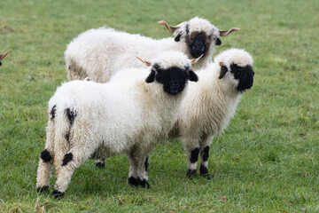 Three white sheep with a black beak, nose and ears. Walliser schwarznase. Black nose sheep © Jose